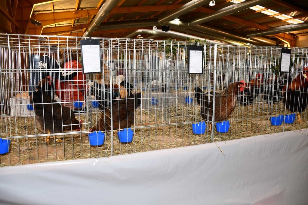 IZLOŽBA MALIH ŽIVOTINJA Izloženo preko tisuću malih životinja vrhunskih uzgajivača iz Hrvatske, ali i šire IZLOŽBA MALIH ŽIVOTINJA Izloženo preko tisuću malih životinja vrhunskih uzgajivača iz Hrvatske, ali i šire