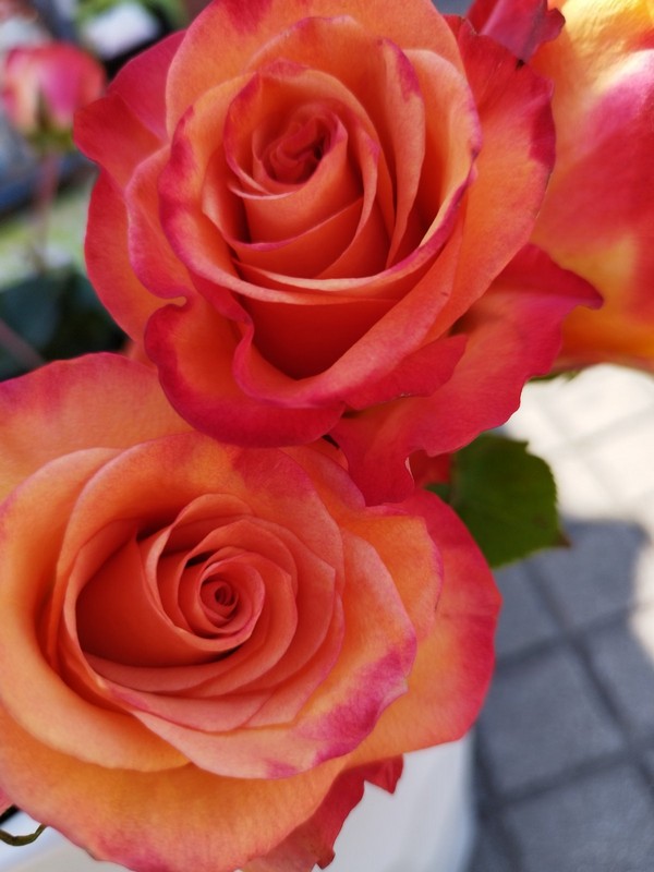 NACIONALNI DAN Sve o Društvu multiple skleroze i kome se javiti kada dobijete dijagnozu