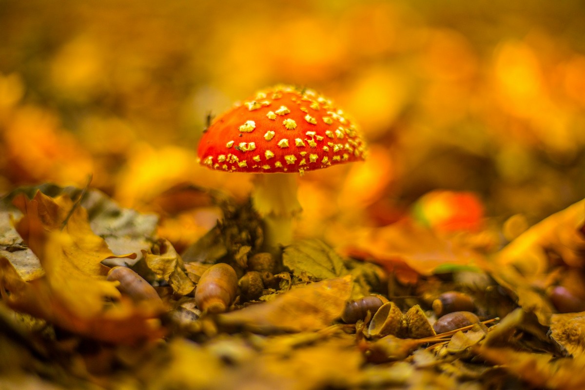 Jesenska rapsodija kroz objektiv Miroslave Novak