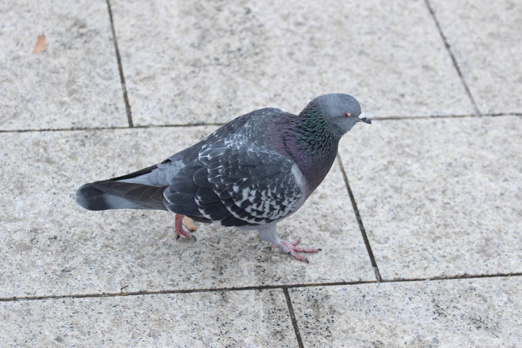 Klikom po Čakovcu (26.1.2019.)