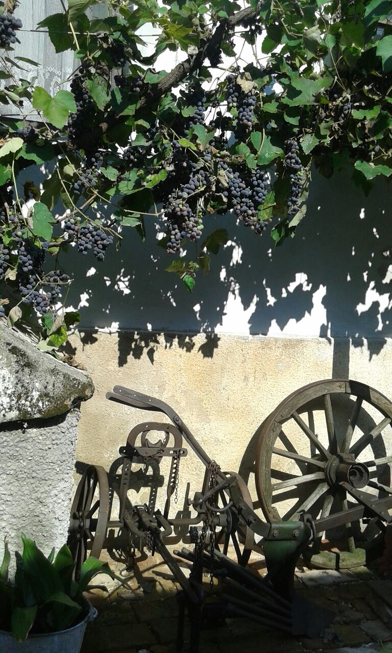 Image 2942141 (auto)