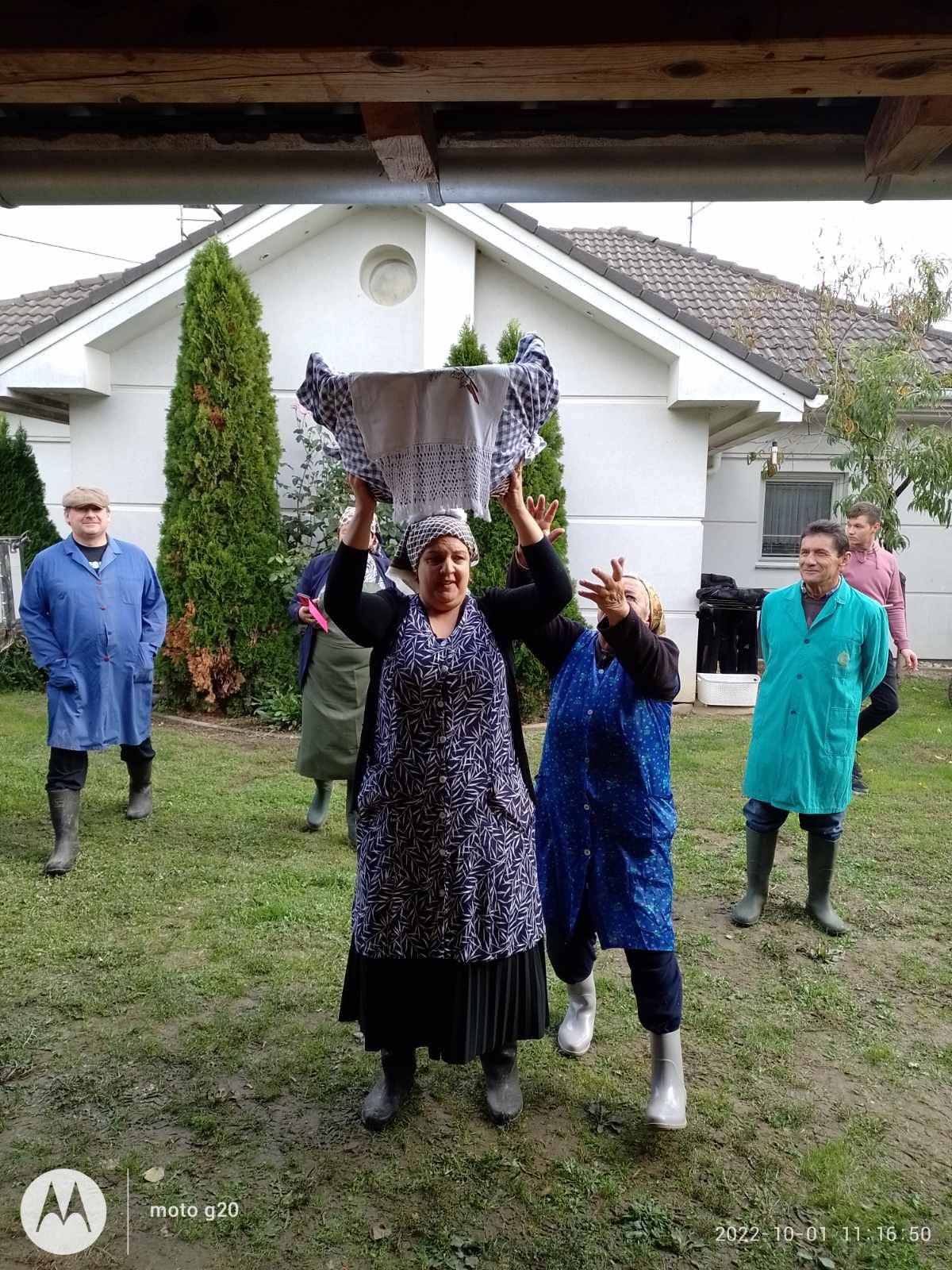 Branje kukuruza u Domašincu