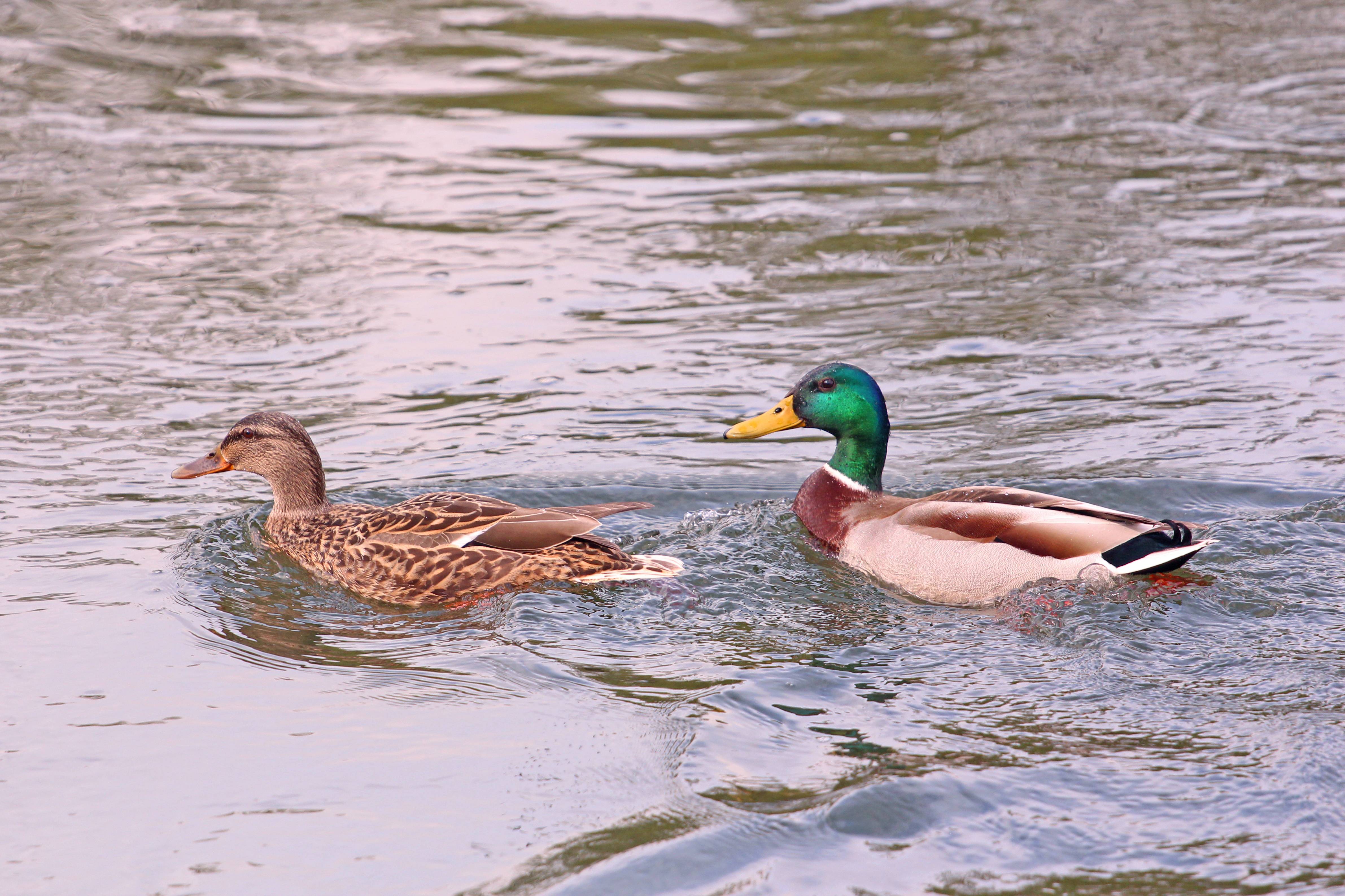 KLIKOM UZ MURU Poslije blagdanskog ručka treba i prošetati