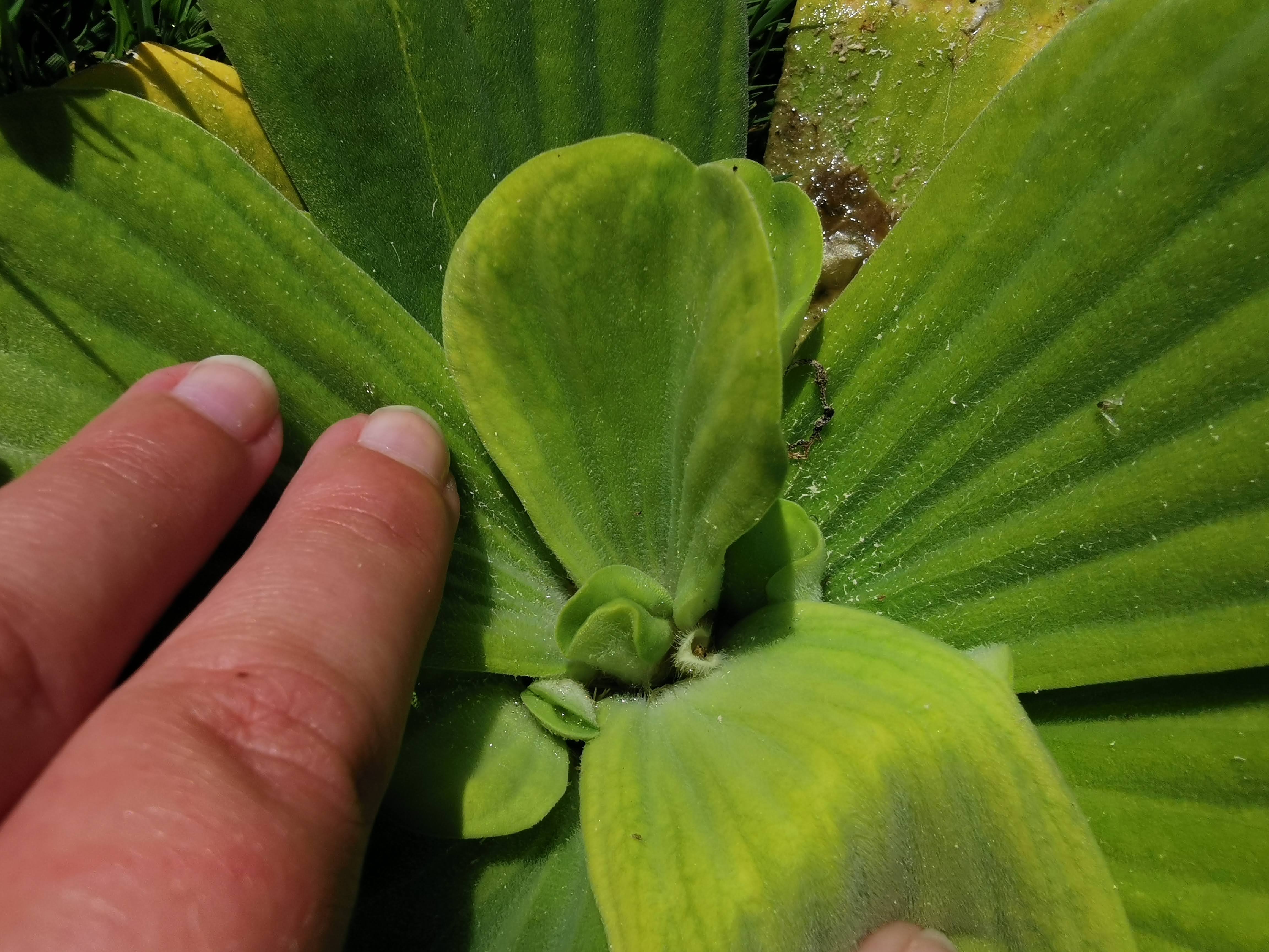 vodena salata u međimurju