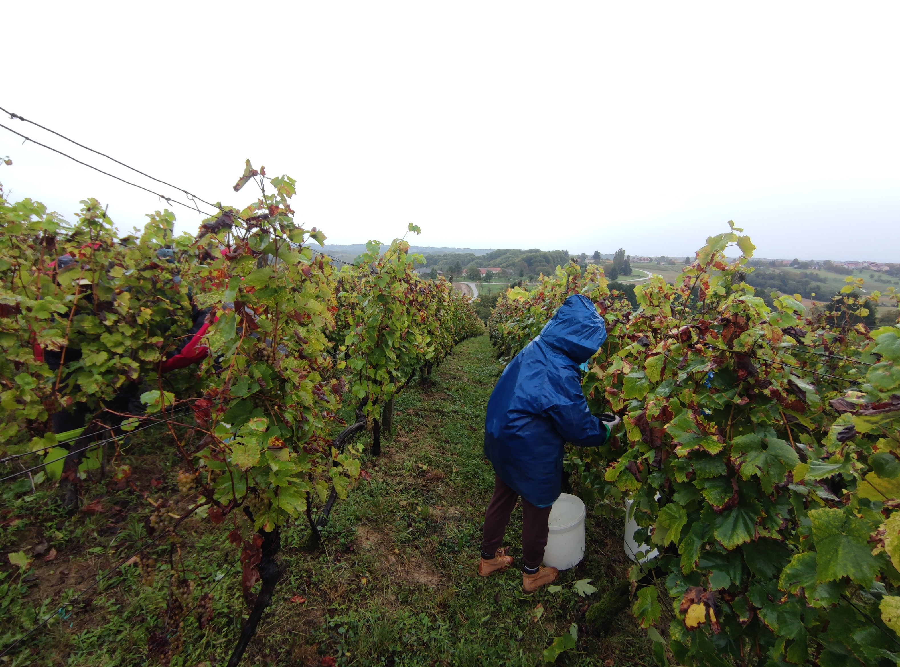 bratva sveti urban 2023 puklavec horvat