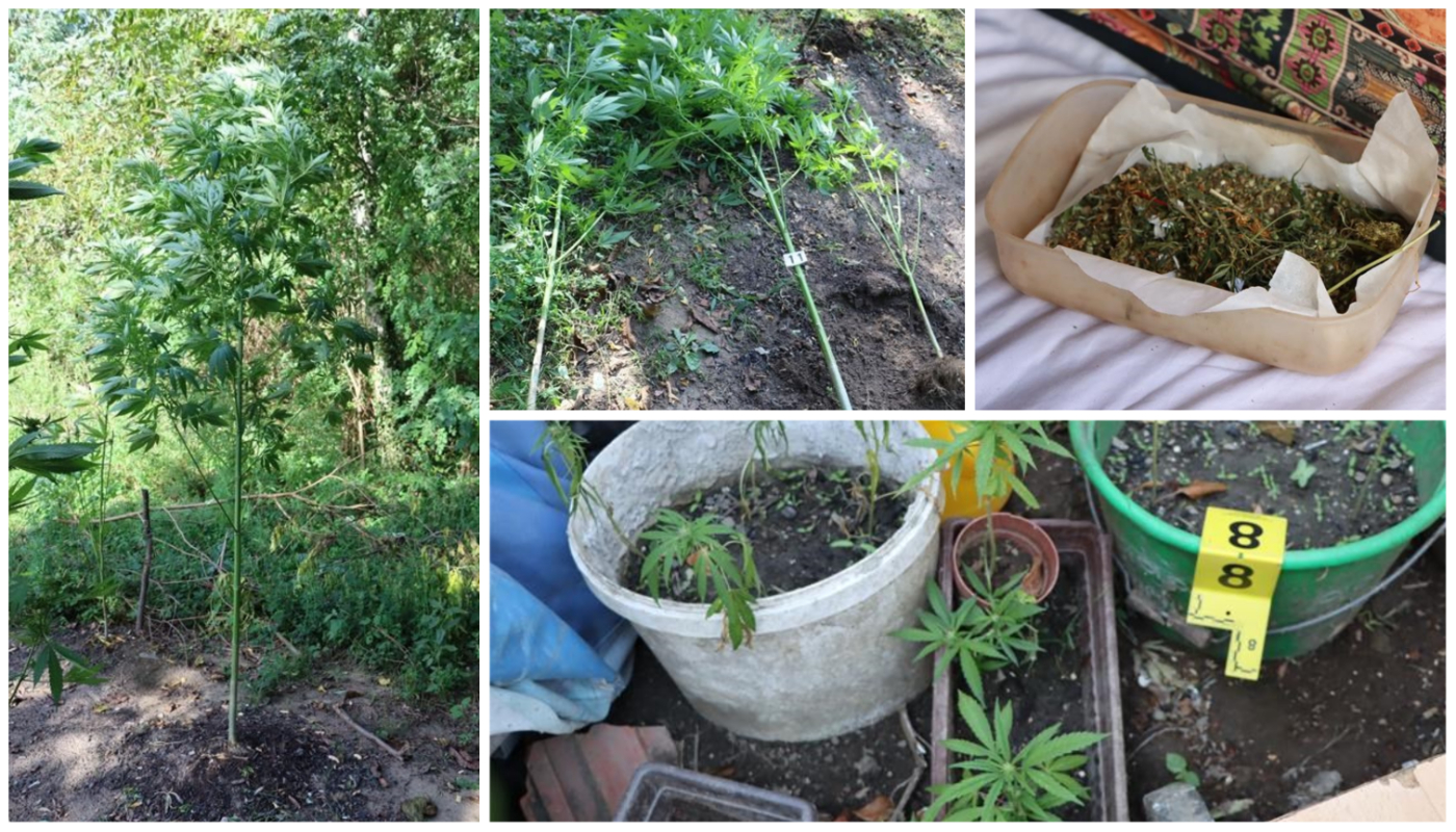 PEKLENICA 36-godišnjak kod kuće uzgajao marihuanu, policija ga kazneno prijavila