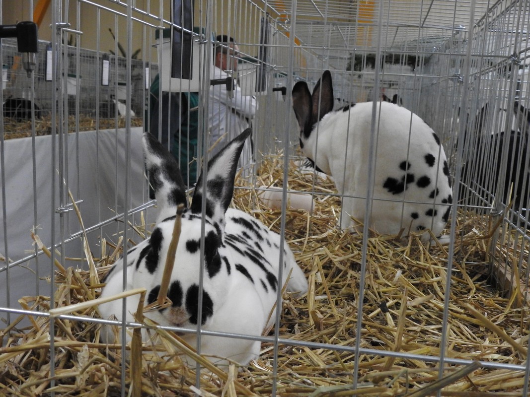 Izložba malih životinja, Mesap,