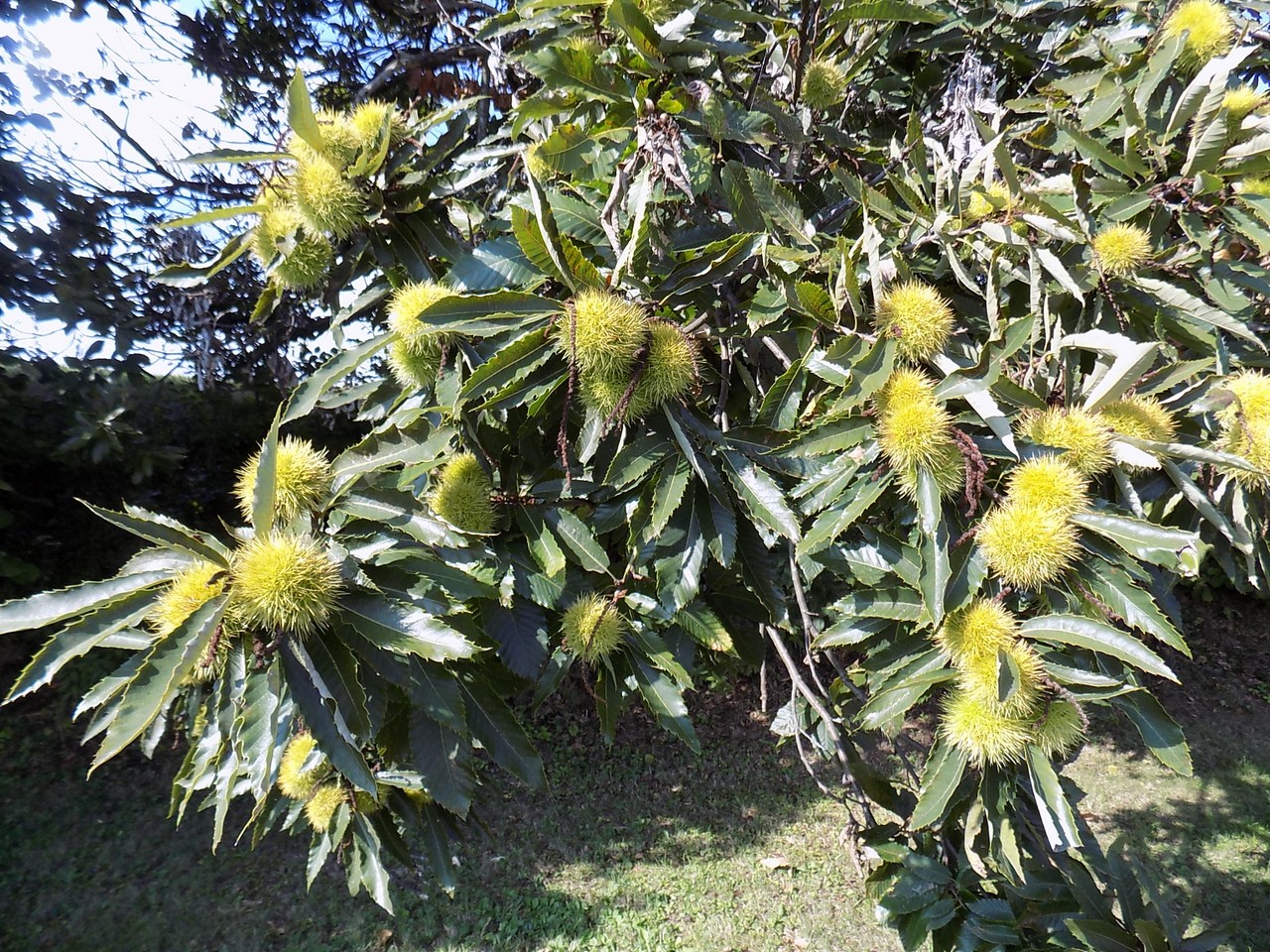 Prekrasne scene u prirodi: Kasno ljeto u gornjem Međimurju