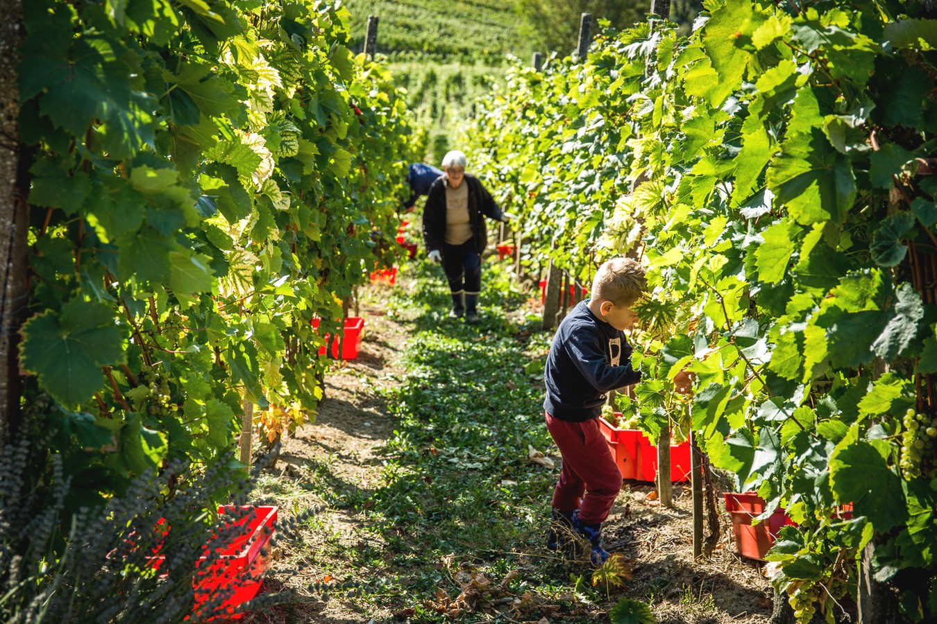 HUMANO I VESELO Radio gorice za Katružu – humanitarna akcija za bolesne Međimurce