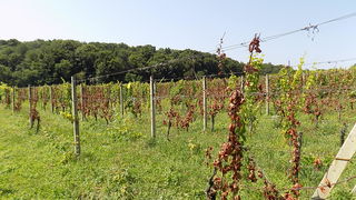 Problemi u međimurskom vinogorju