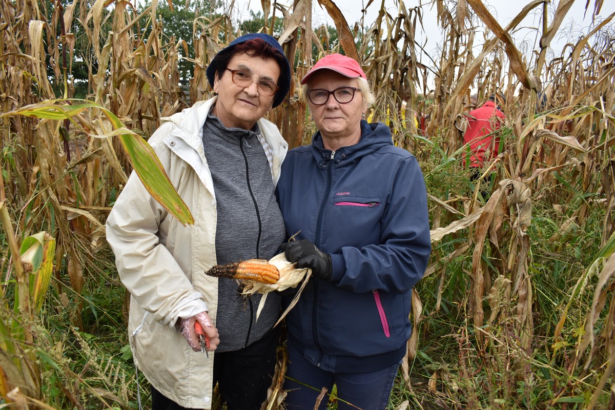 RUČNA BERBA KUKURUZA U PUŠĆINAMA Starinske sorte imaju pravo ‘luščinje’
