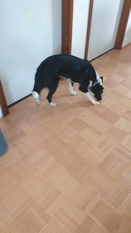 POMOGNIMO Prekrasna crno bijela ženka u tipu pasmine border collie traži svoje ljude
