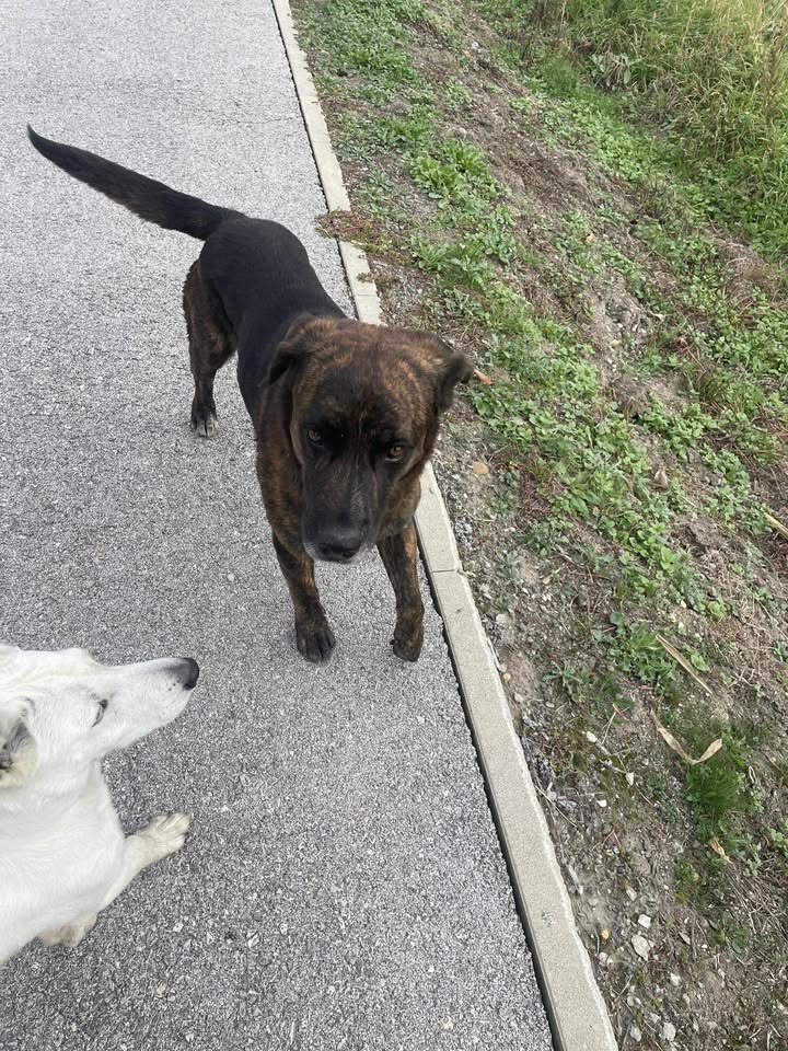 Pas lutalica Hodošan