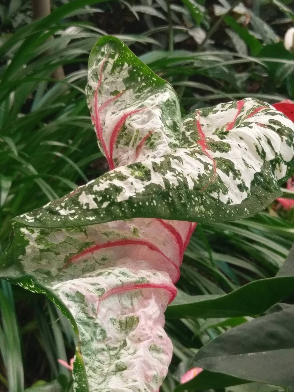 Image 5818395 (auto)