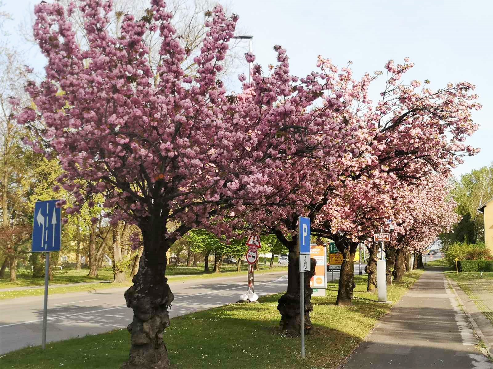 Procvale japanske trešnje mame poglede građana u Čakovcu