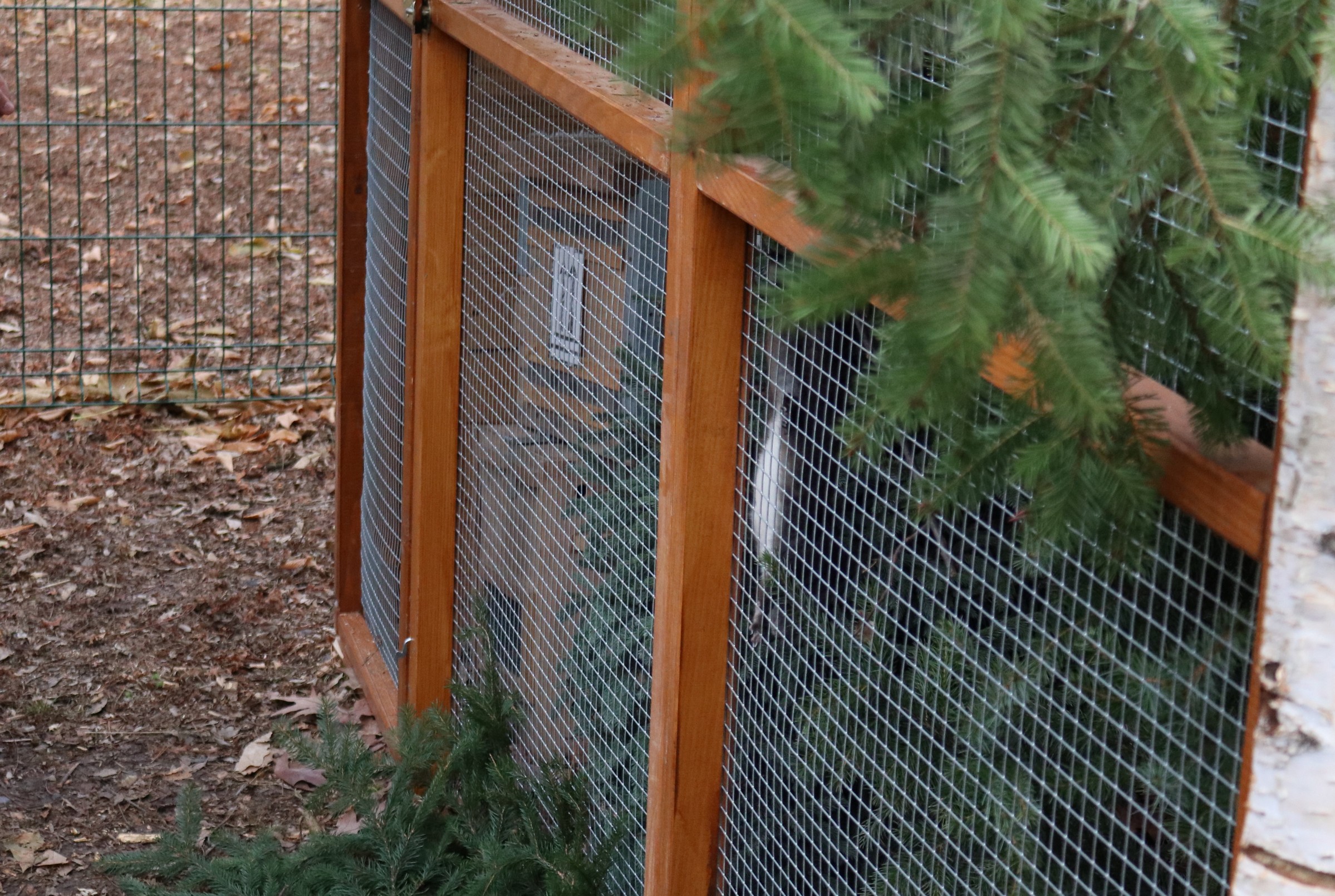 Crvene vjeverice stigle u Čakovec