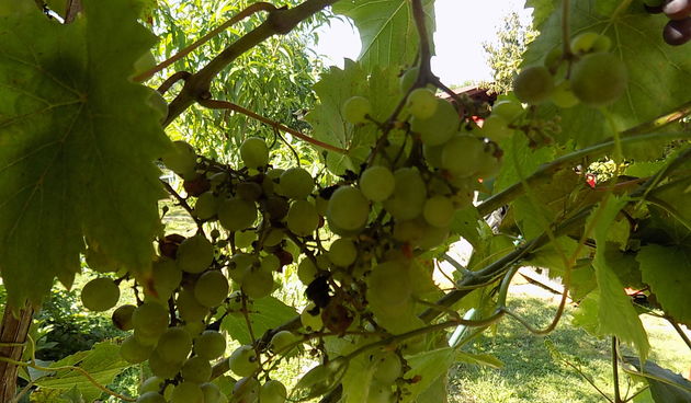 Štrigova, žutica Štrigova, žutica