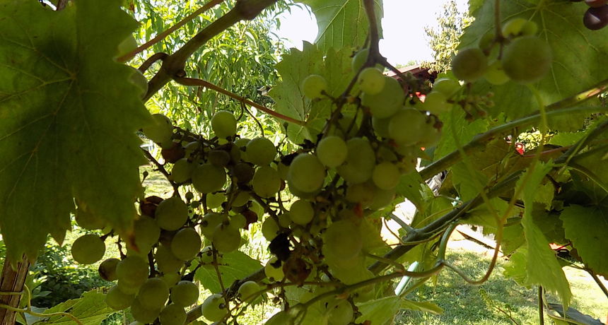 Štrigova, žutica Štrigova, žutica