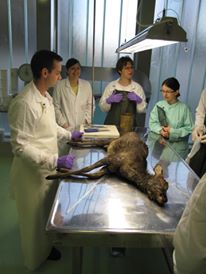 radsastudentima855162