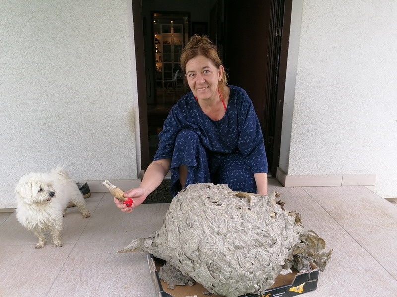 PRIČA IZ VUČETINCA Ogromno stršljenovo gnijezdo više ne prijeti obitelji Blanke Janušić Klaić!