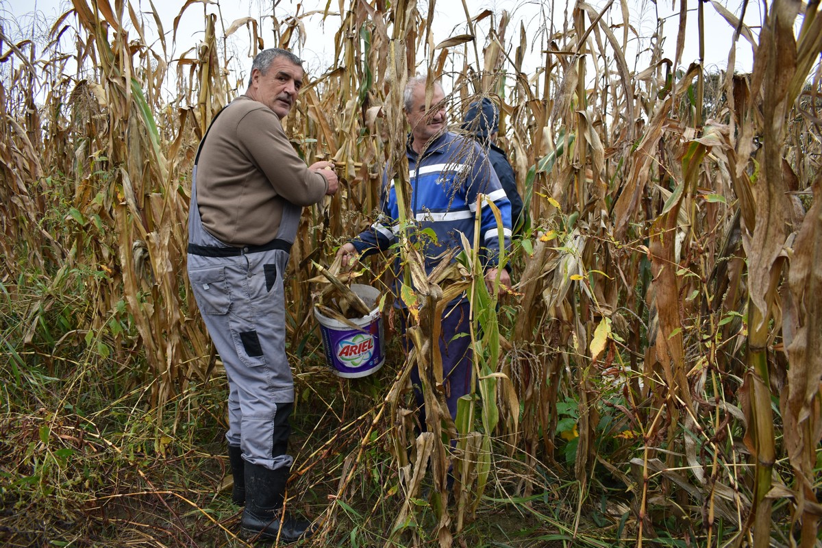 RUČNA BERBA KUKURUZA U PUŠĆINAMA Starinske sorte imaju pravo ‘luščinje’