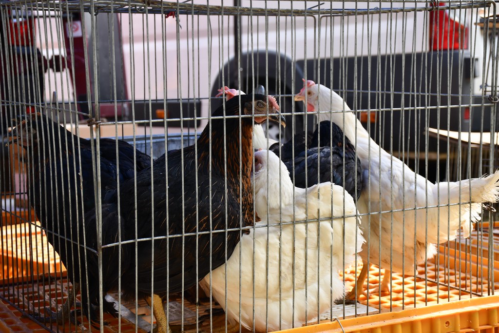 FOTO Prvi dan ljeta na čakovečkom sajmu