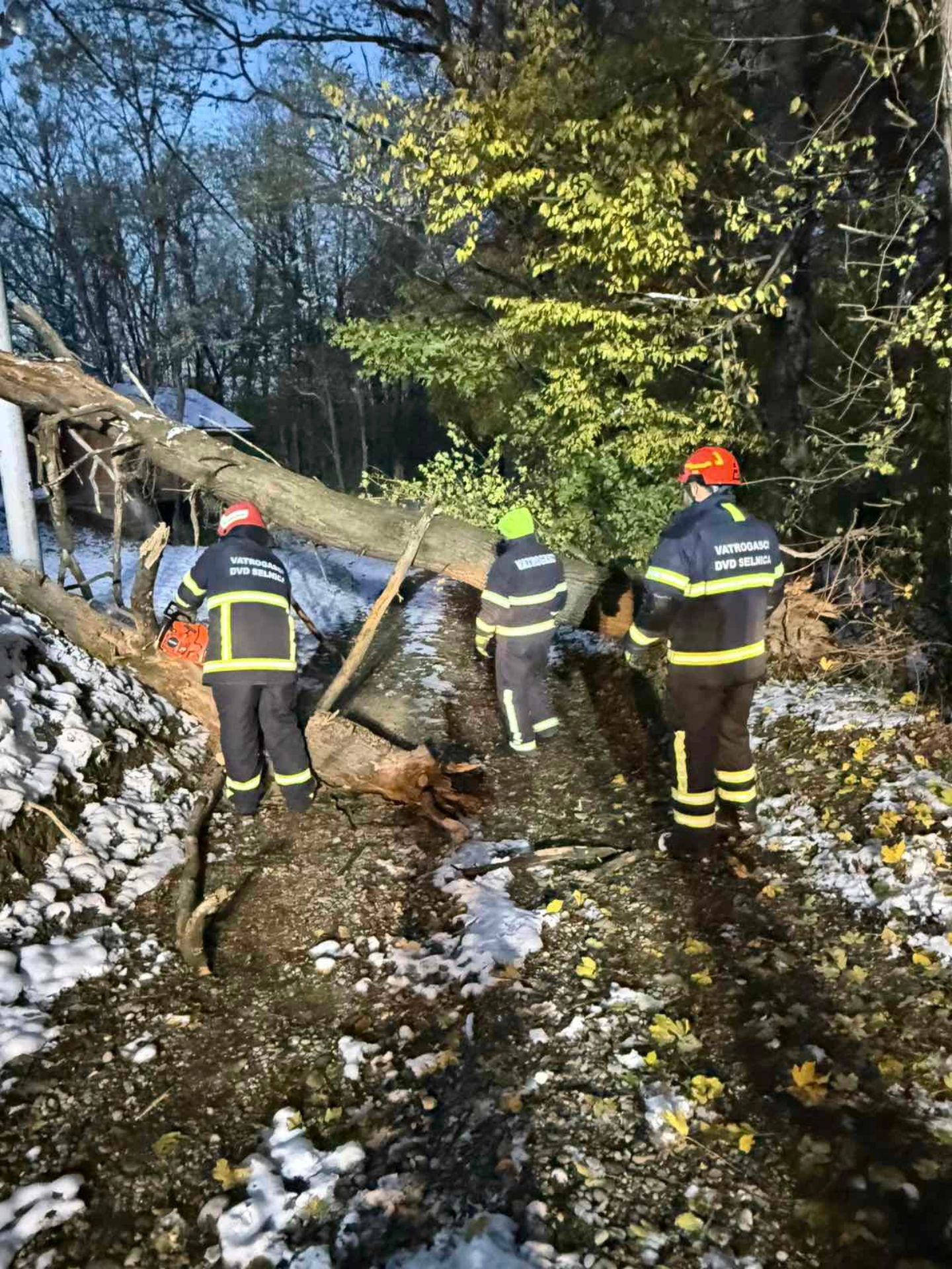 Intervencija dvd selnica stablo na putu
