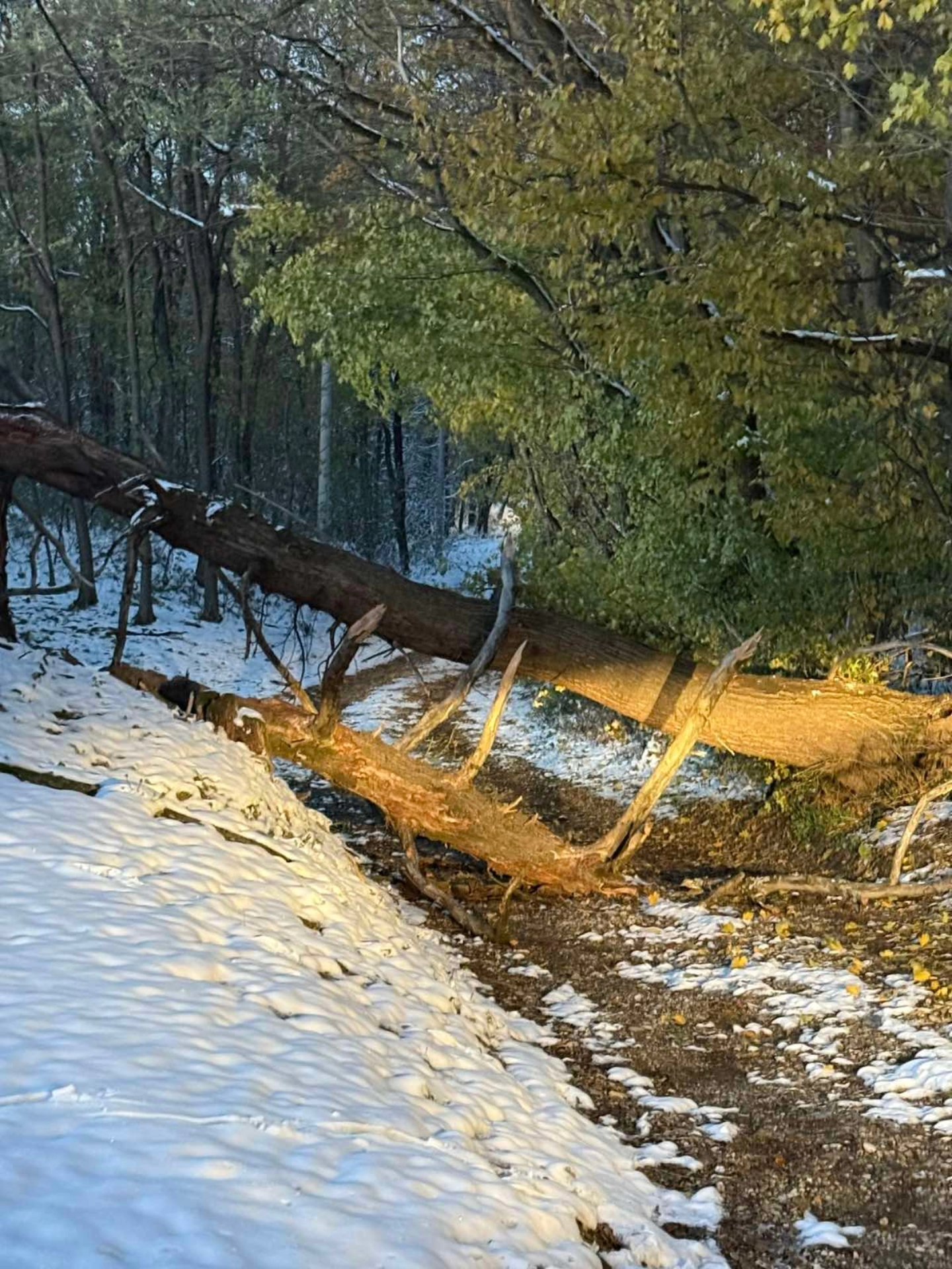 Intervencija dvd selnica stablo na putu
