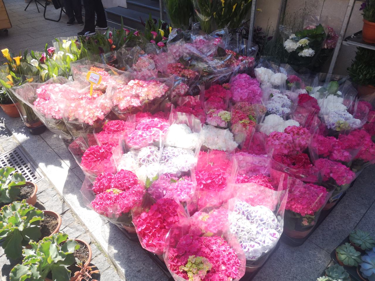 Festival cvijeća, jagoda i tradicije u Čakovcu