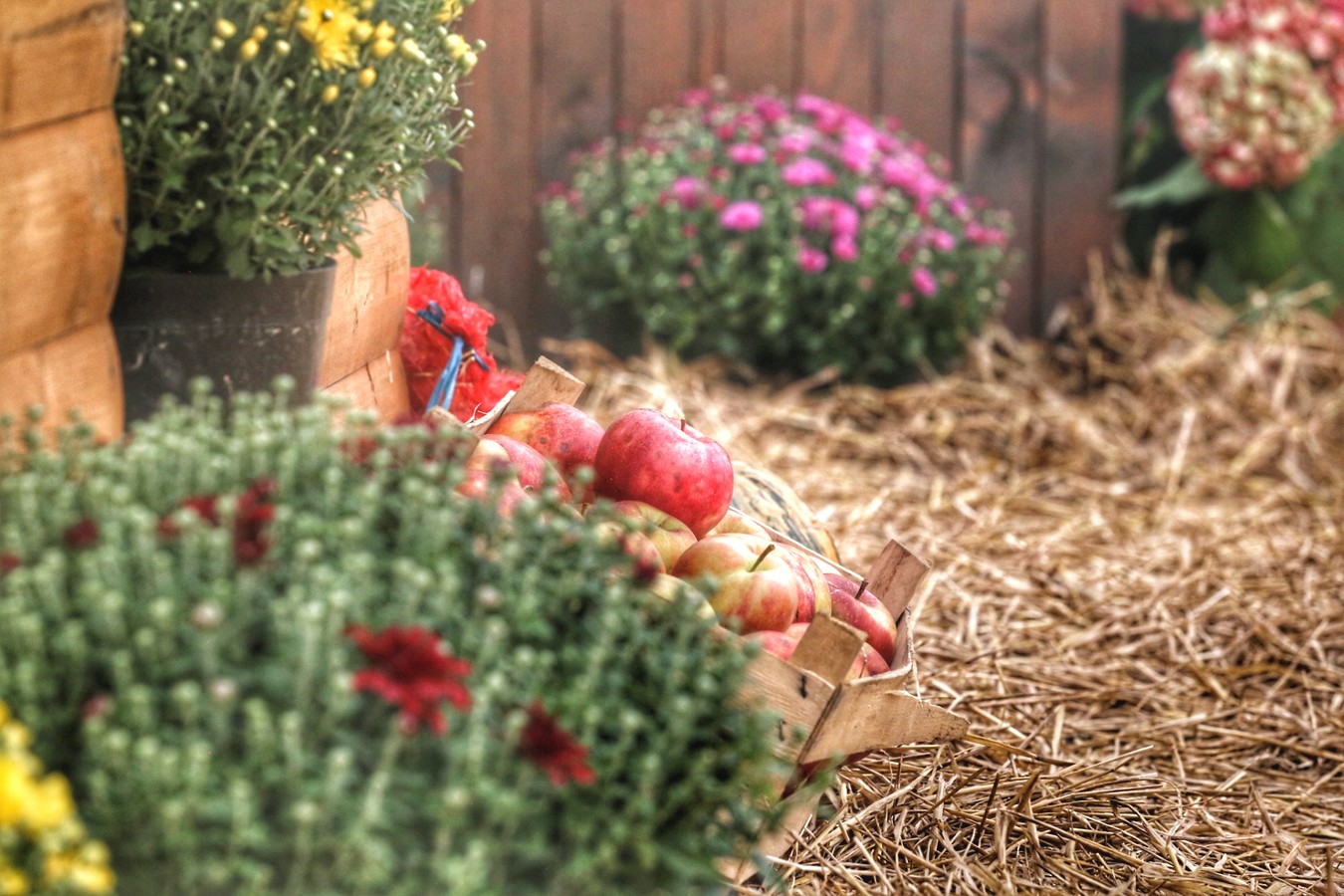 JESEN U GRADU ZRINSKIH Čakovec ‘obukao’ predivno jesensko ruho
