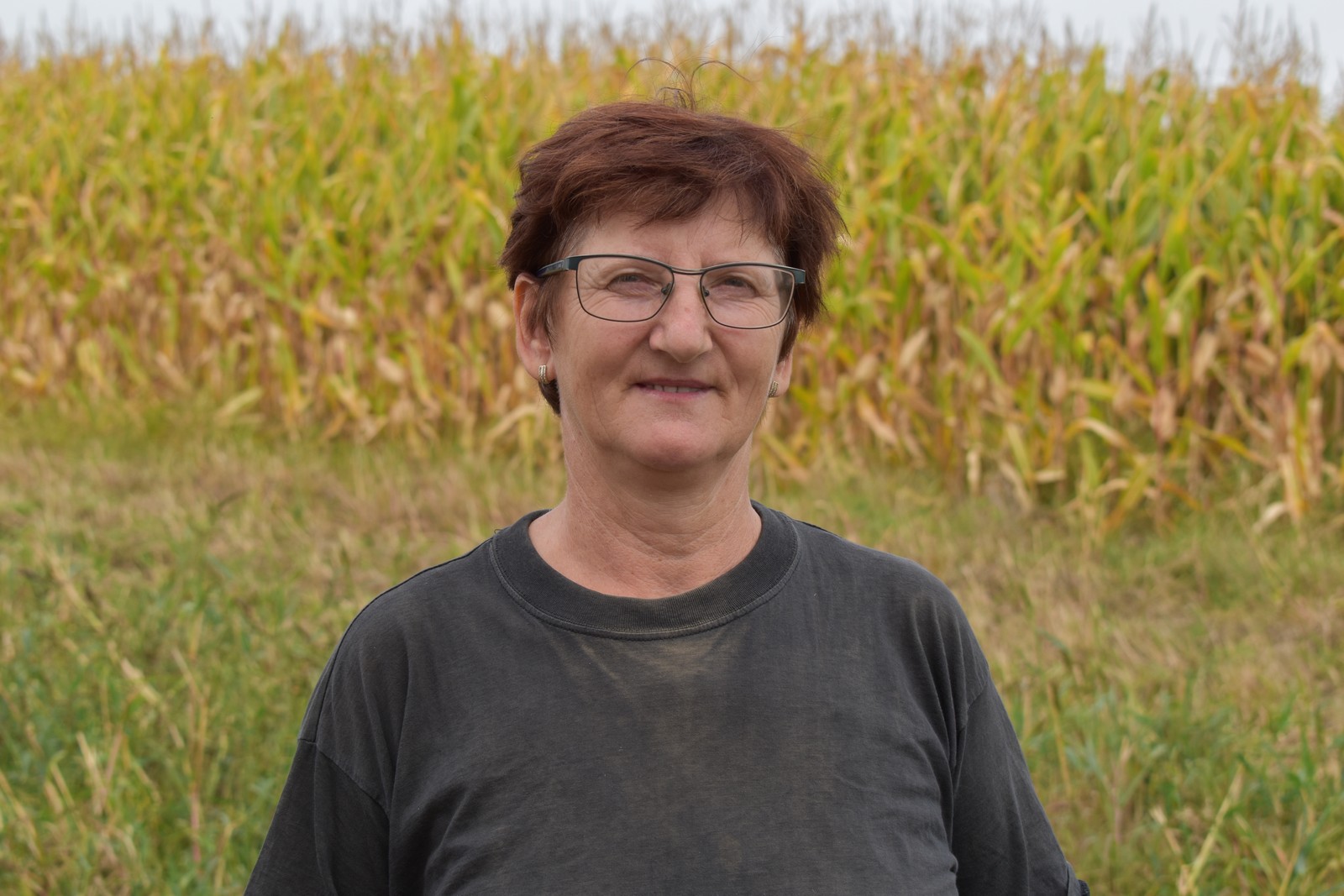 BERBA KRUMPIRA NA POLJIMA OBITELJI DRK Urod ispod prosjeka