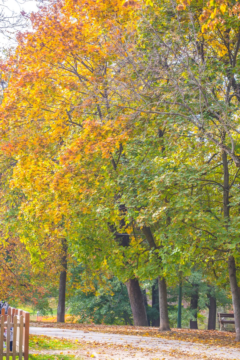 Čarobna jesen: Naša Miroslava Novak prošetala je čakovečkim parkom i snimila šarenilo jesenskih boja. Predivno, zar ne? (y) :-)