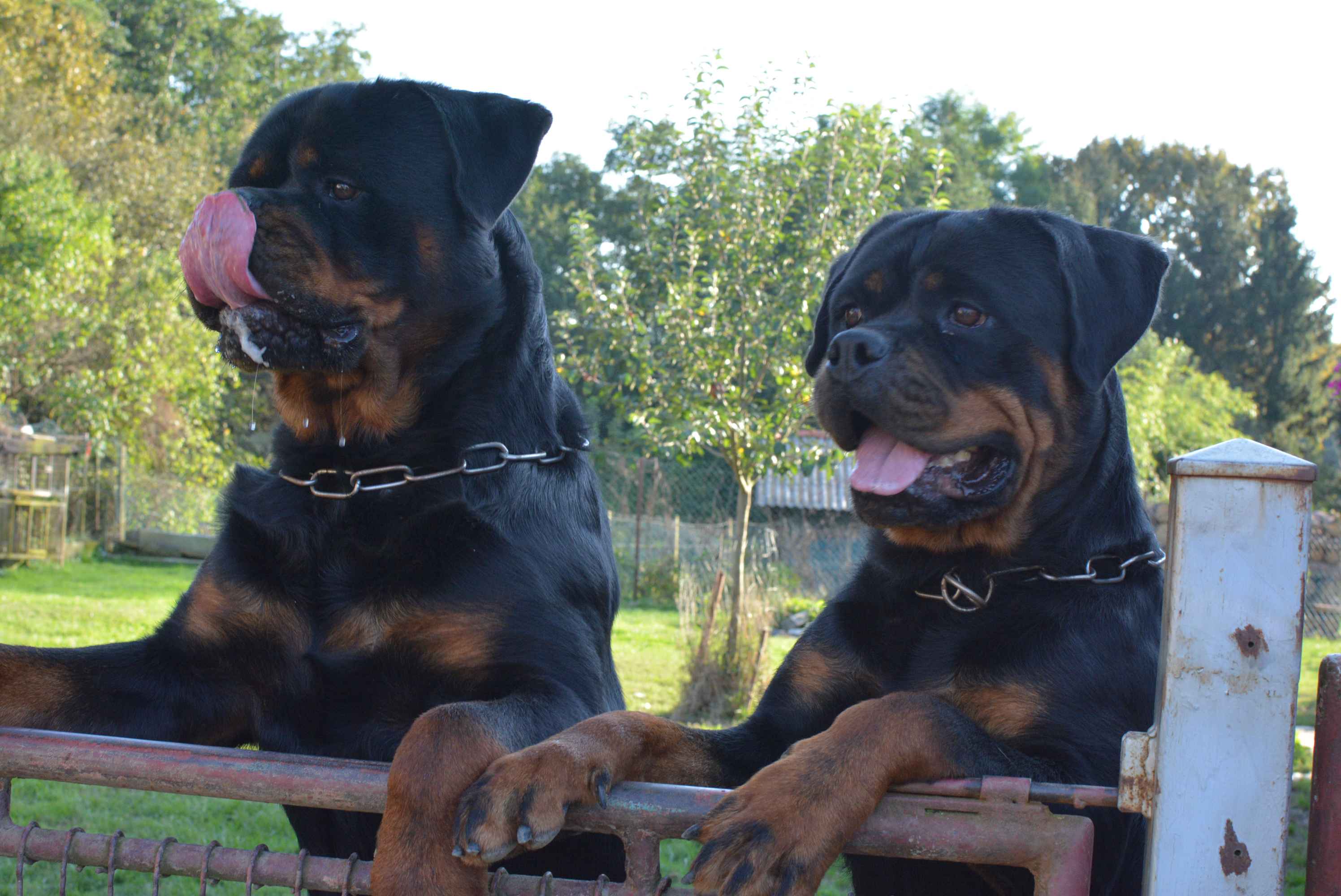 OBITELJ MIKAC IZ MIHOVLJANA Od 2014. godine imaju profinjenu uzgajivačnicu Rottweilera – ‘psi su naša najveća ljubav’ OBITELJ MIKAC IZ MIHOVLJANA Od 2014. godine imaju profinjenu uzgajivačnicu Rottweilera – ‘psi su naša najveća ljubav’