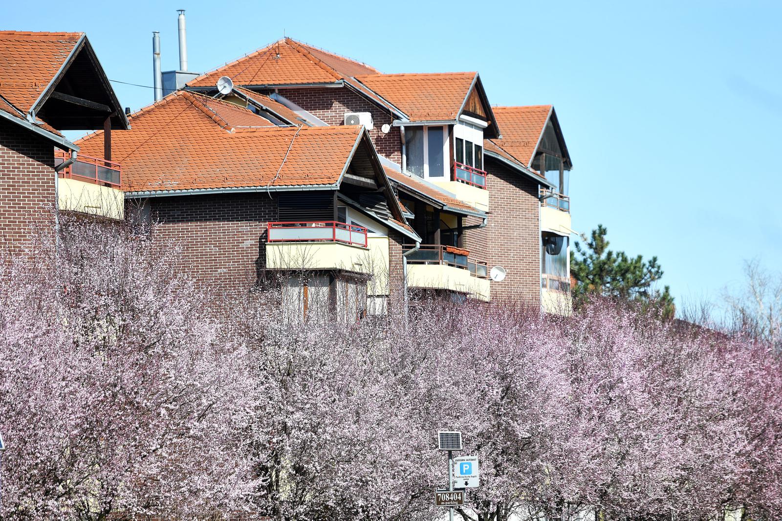 Japanske trešnje u Čakovcu