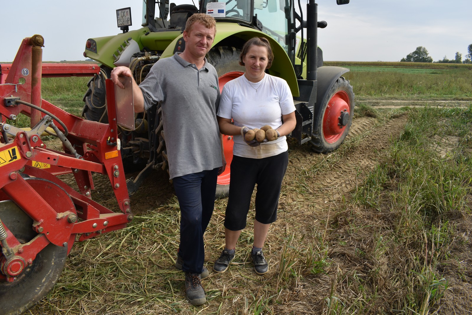 BERBA KRUMPIRA NA POLJIMA OBITELJI DRK Urod ispod prosjeka
