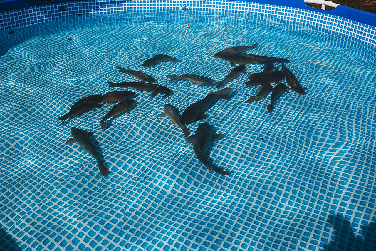 Prvi Regionalni plac na Mesapu u Nedelišću oduševio brojne posjetitelje