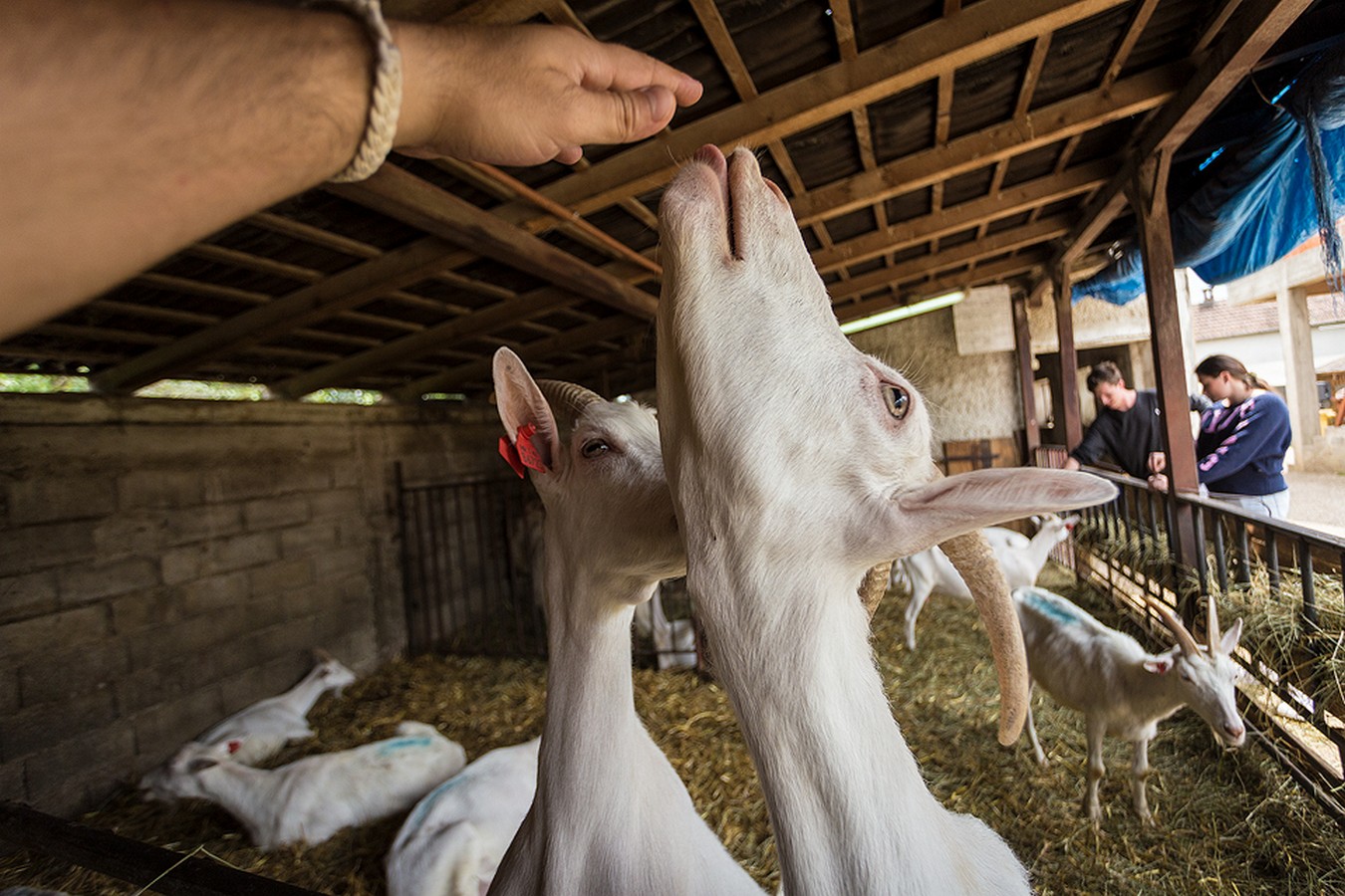 Dan otvorenih vrata OPG-a Zadravec u Oporovcu