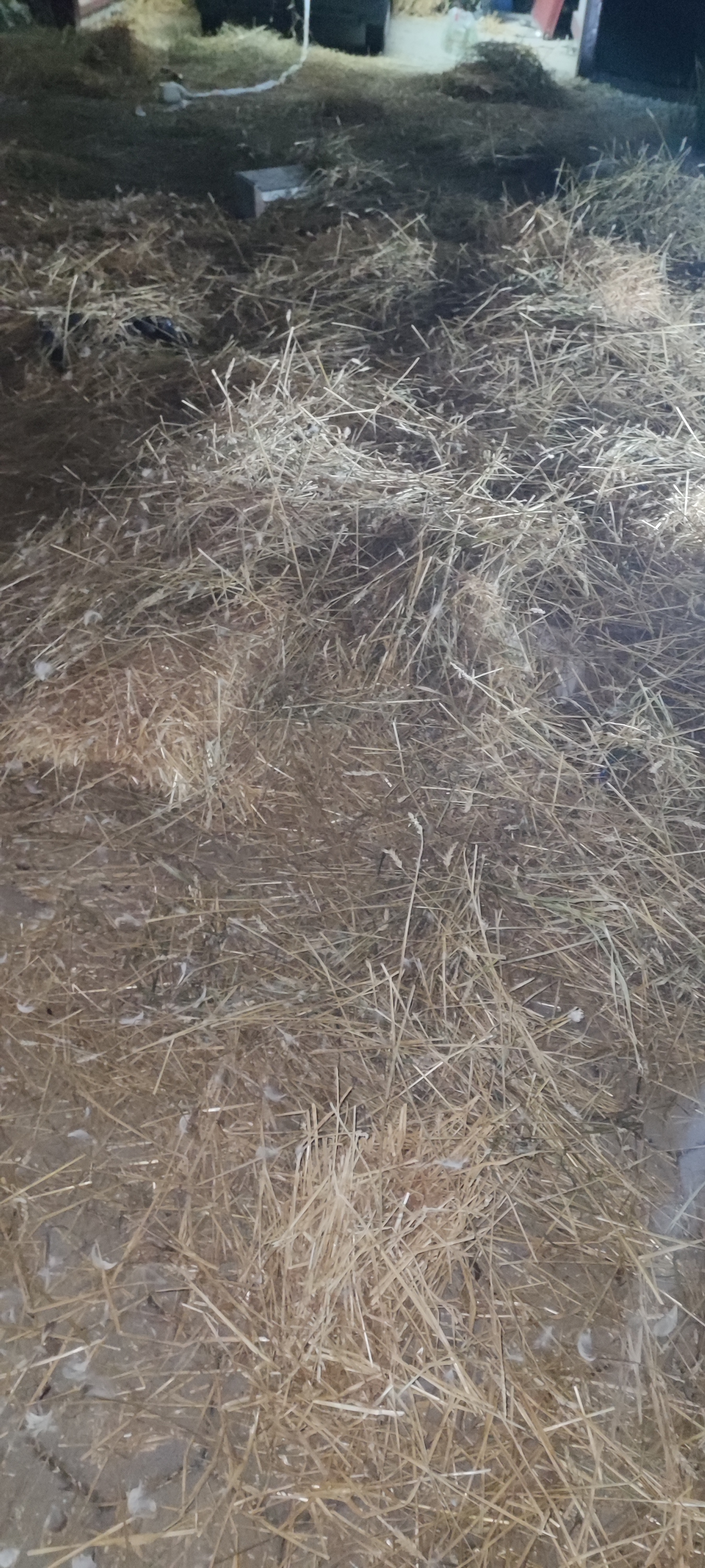 Potepanje u Goričanu