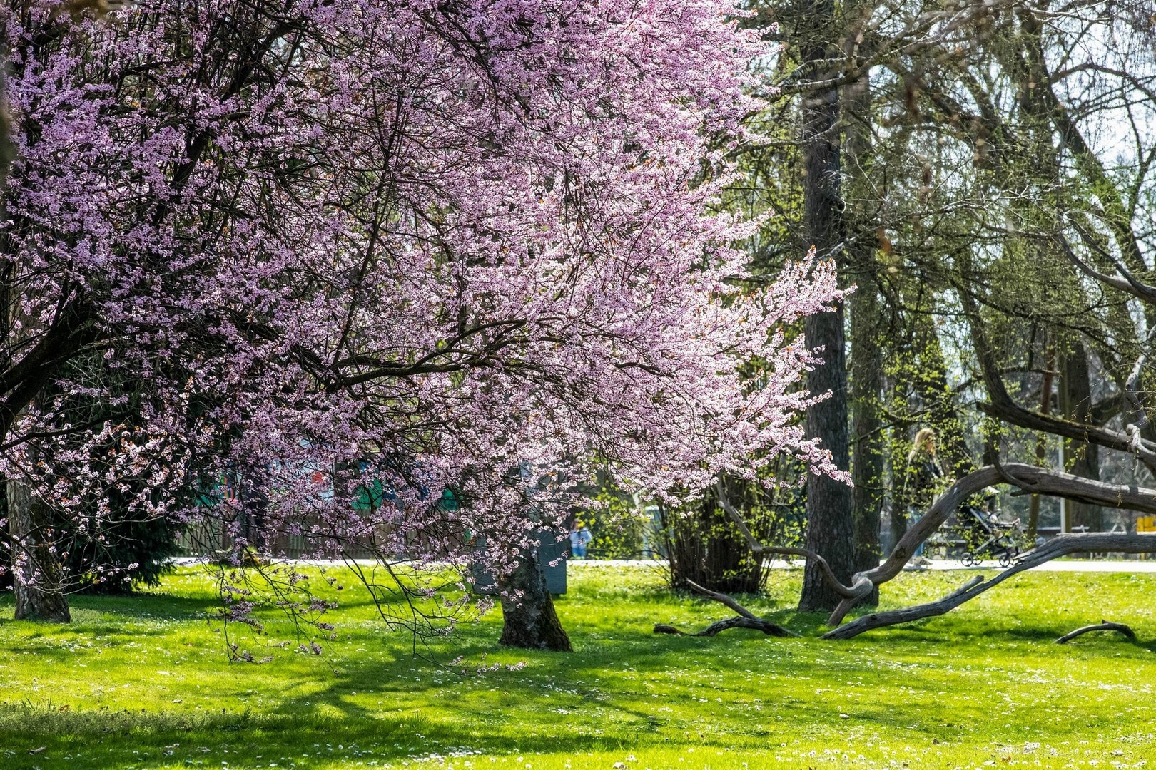 Proljetna cvjetna rapsodija u Međimurju iz objektiva Miroslave Novak Hranjec