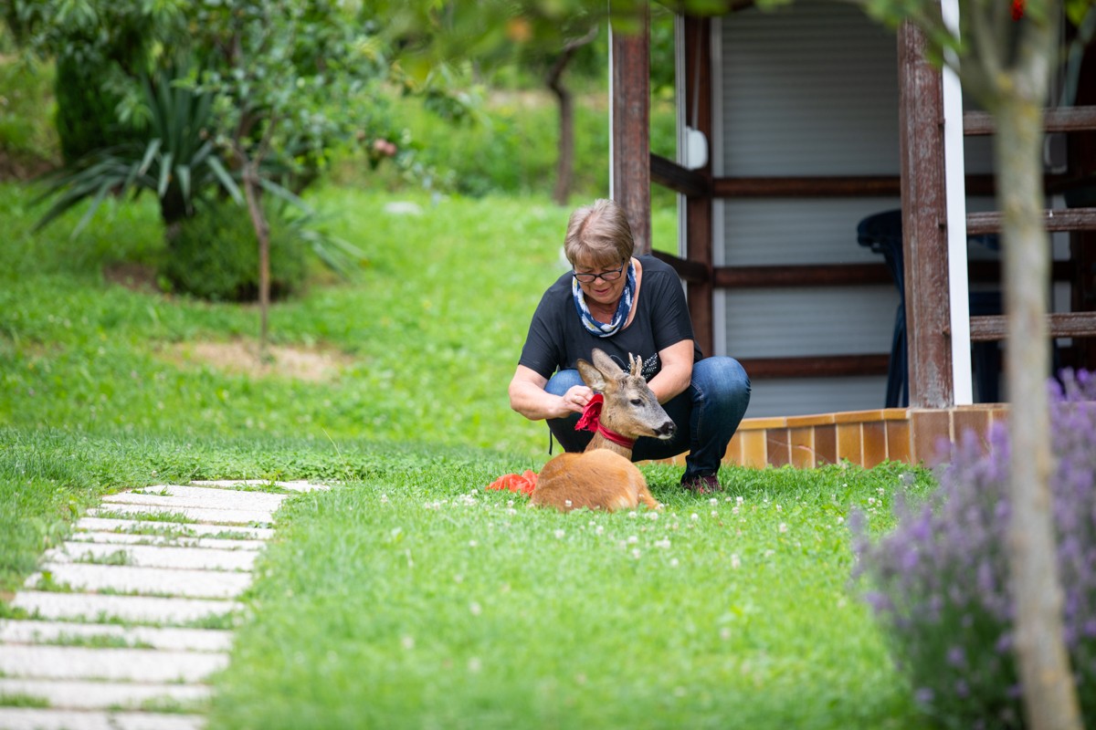DIRLJIVA PRIČA Ivanka je prošle godine spasila polumrtvo lane. Danas je ono sretno u njezinom dvorištu
