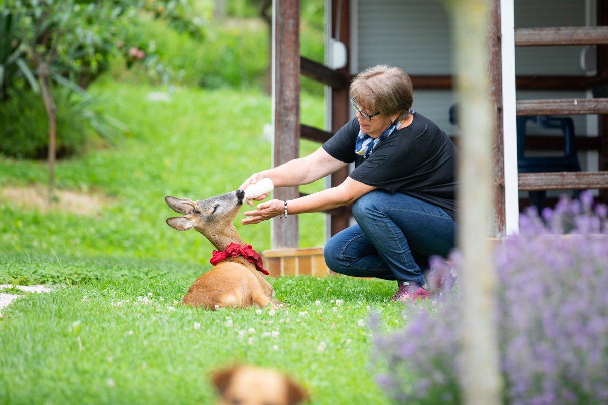 DIRLJIVA PRIČA Ivanka je prošle godine spasila polumrtvo lane. Danas je ono sretno u njezinom dvorištu