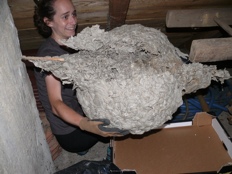 PRIČA IZ VUČETINCA Ogromno stršljenovo gnijezdo više ne prijeti obitelji Blanke Janušić Klaić!