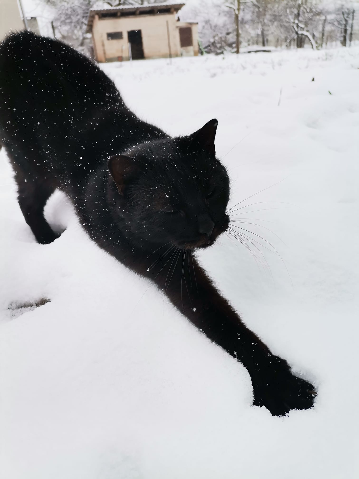 Kućni ljubimci vole snijeg