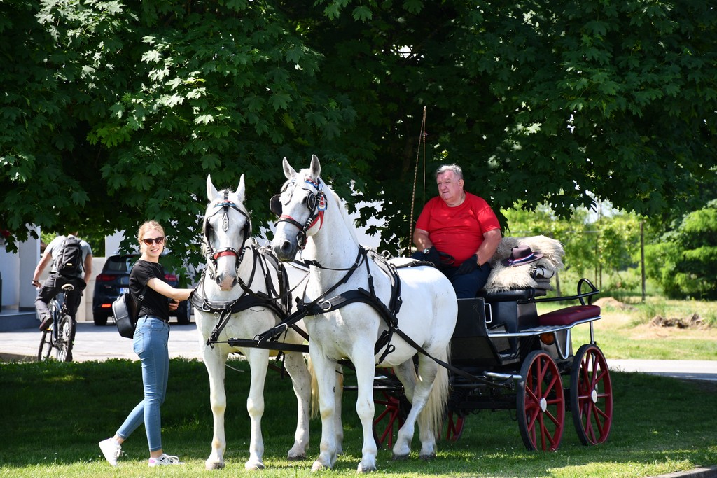 VIDEO I FOTO Međunarodno konjičko druženje okupilo brojne uzgajivače konja iz SZ Hrvatske te Slovenije i Austrije