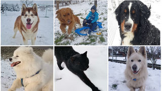 Kućni ljubimci vole snijeg