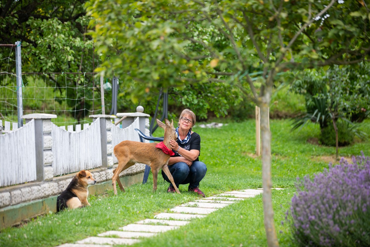 DIRLJIVA PRIČA Ivanka je prošle godine spasila polumrtvo lane. Danas je ono sretno u njezinom dvorištu