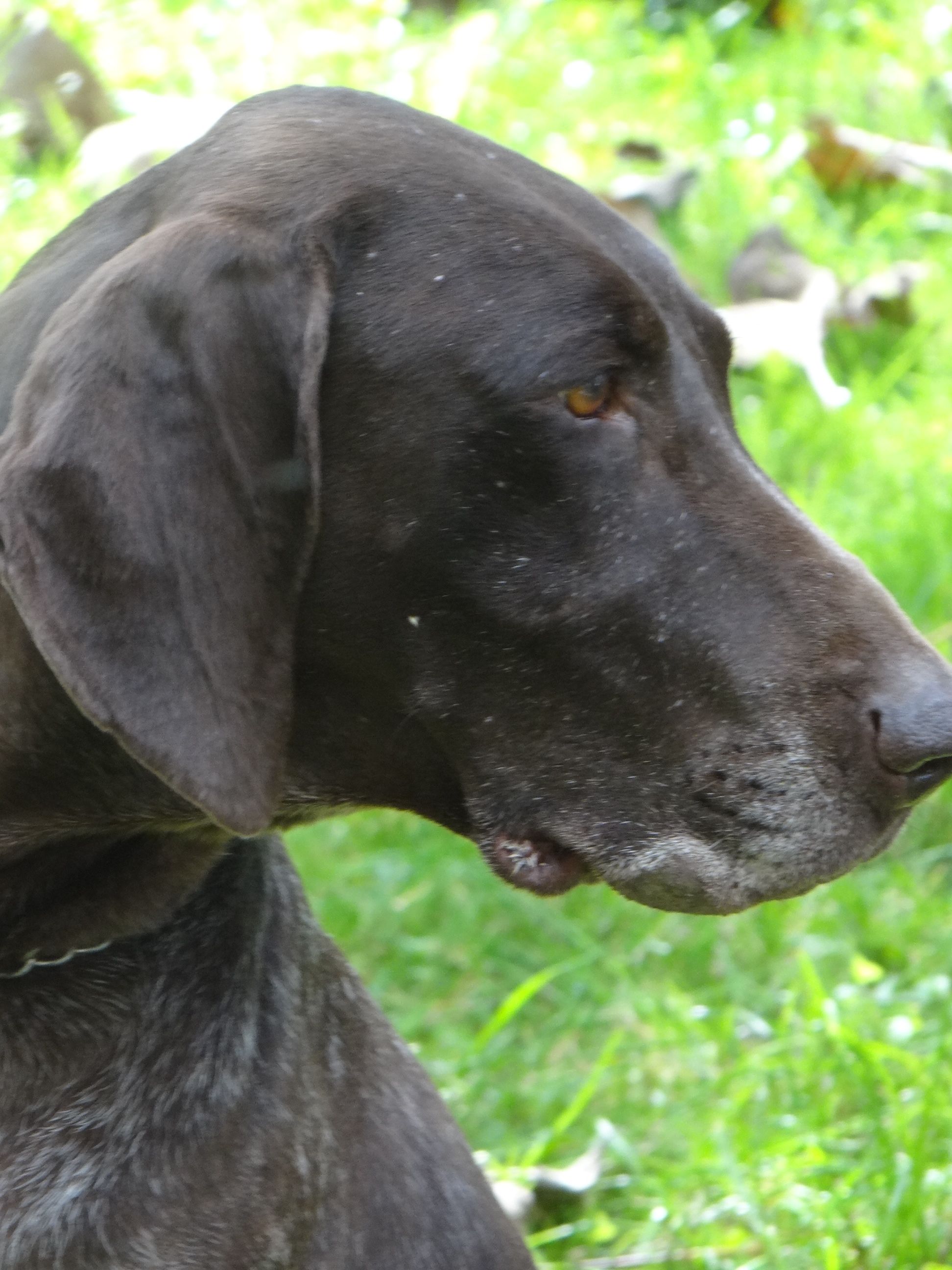 Sedmi lovno kinološki kup ‘Sveti Hubert’ održan je u Hodošanu