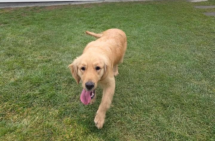 610480263_1521063618951520_4268684520025569189_n