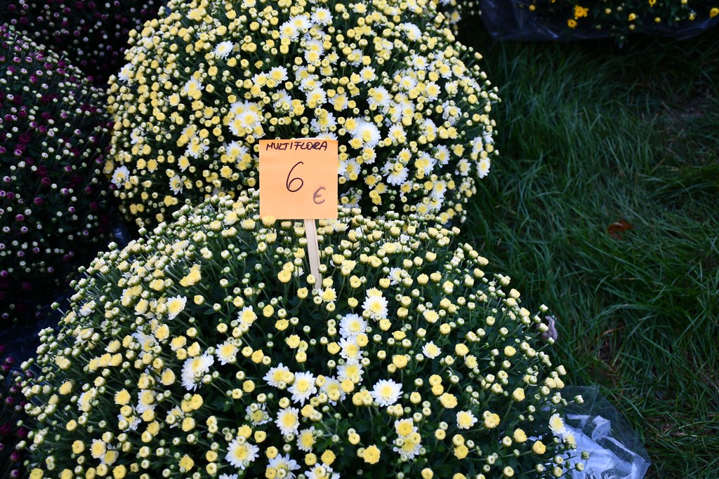 Ponuda cvijeća na čakovečkom sajmu