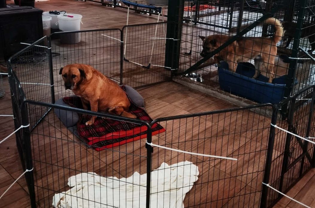 azil prijatelji čakovec azil prijatelji čakovec